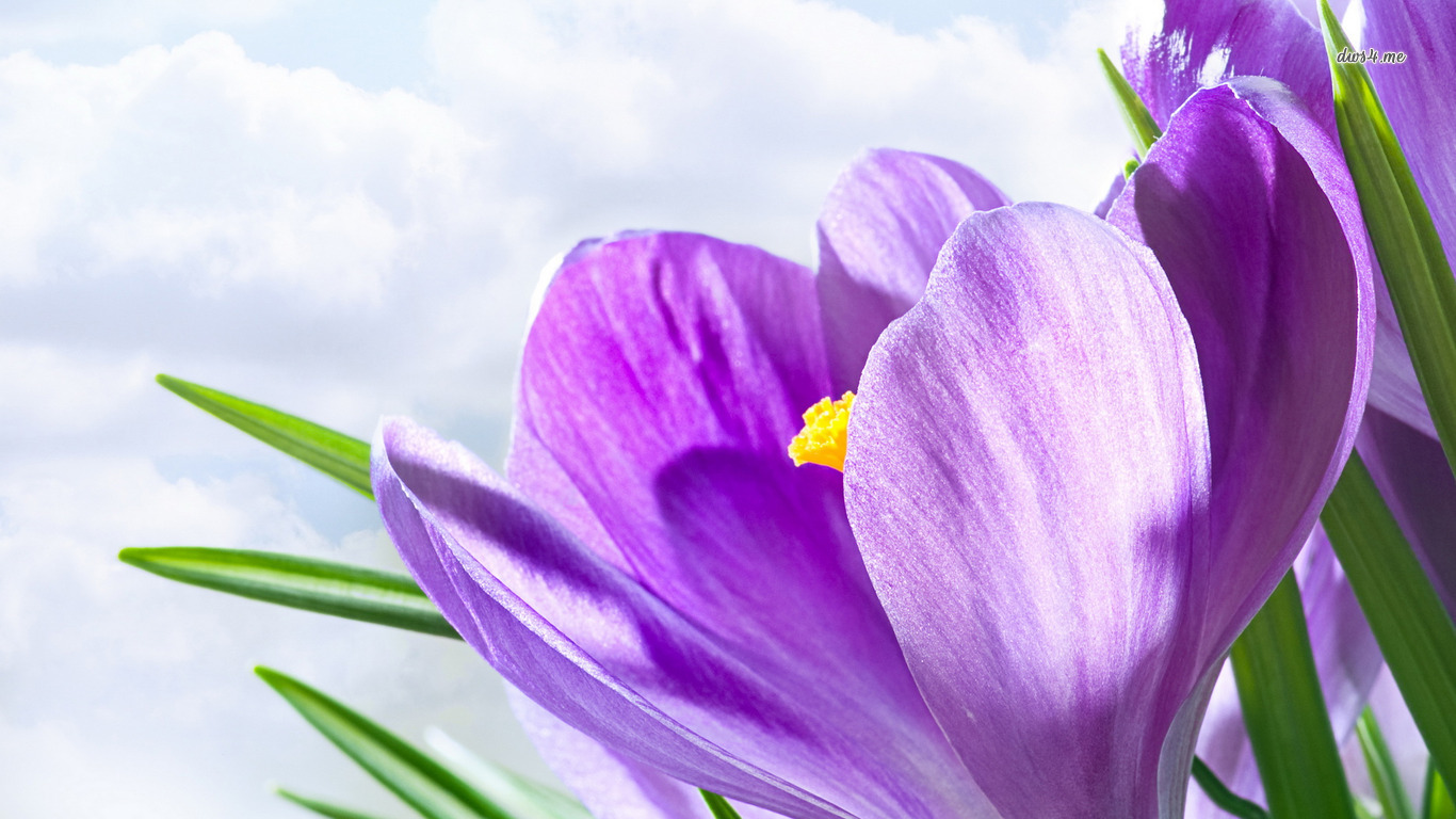 4753-lavender-1366x768-flower-wallpaper