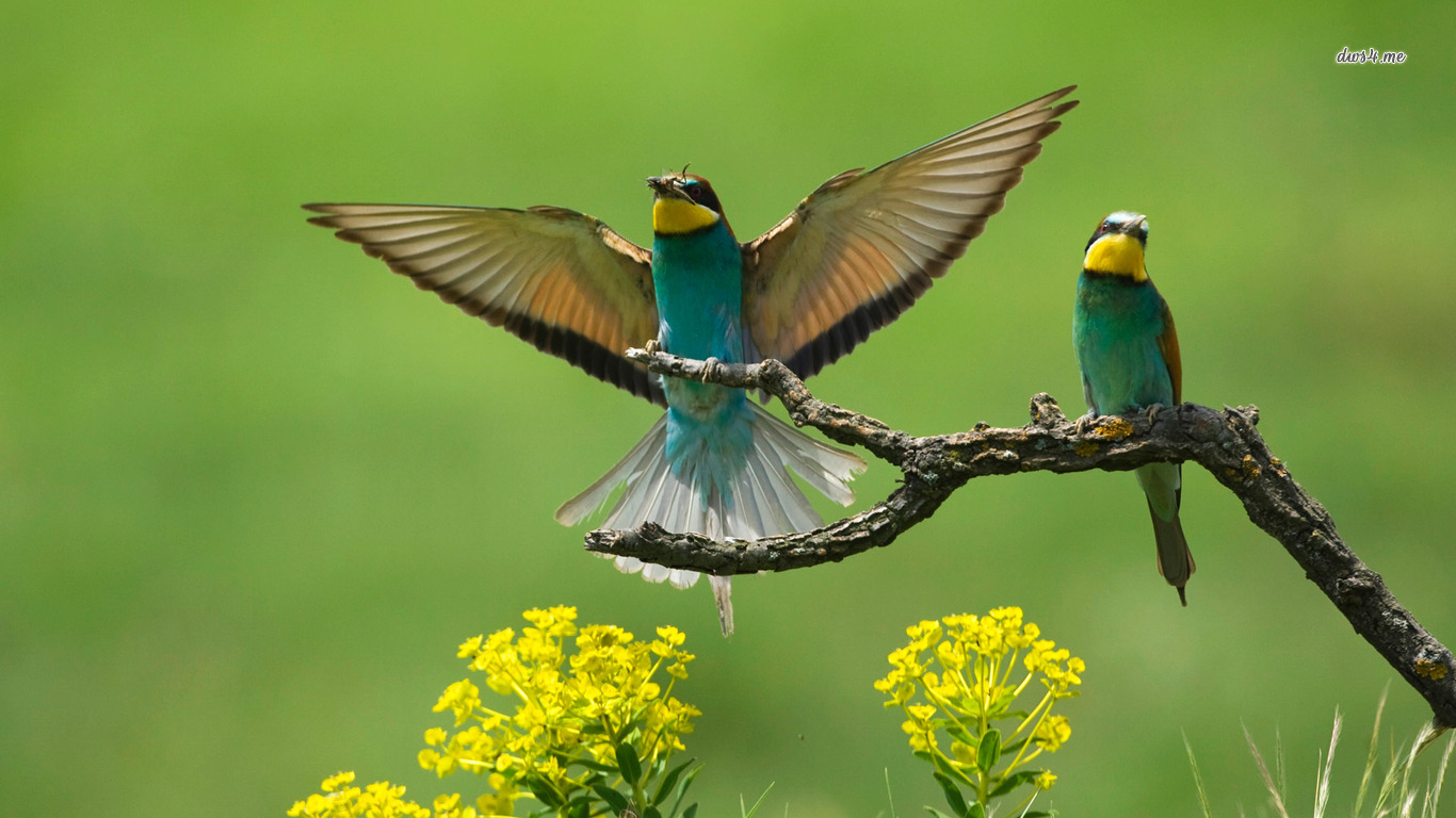 4857-green-birds-1366x768-animal-wallpaper