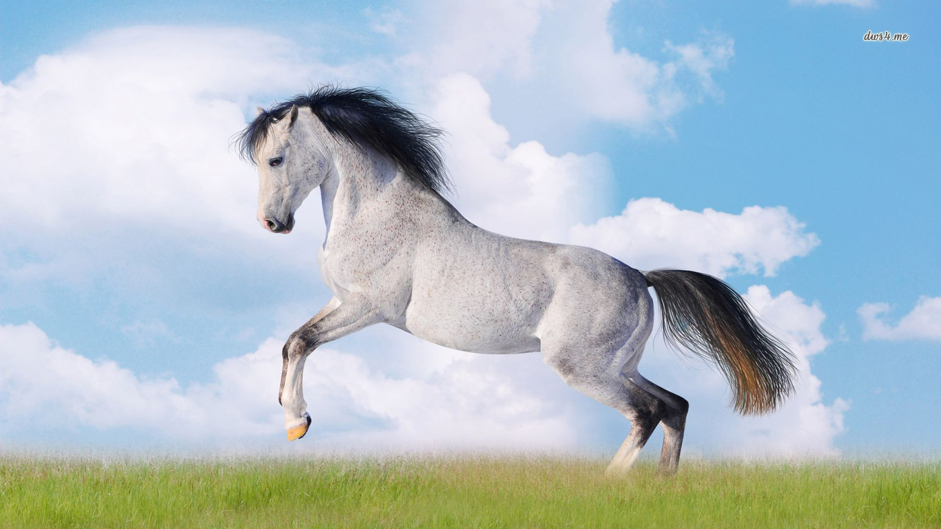 4864-jumping-horse-1366x768-animal-wallpaper
